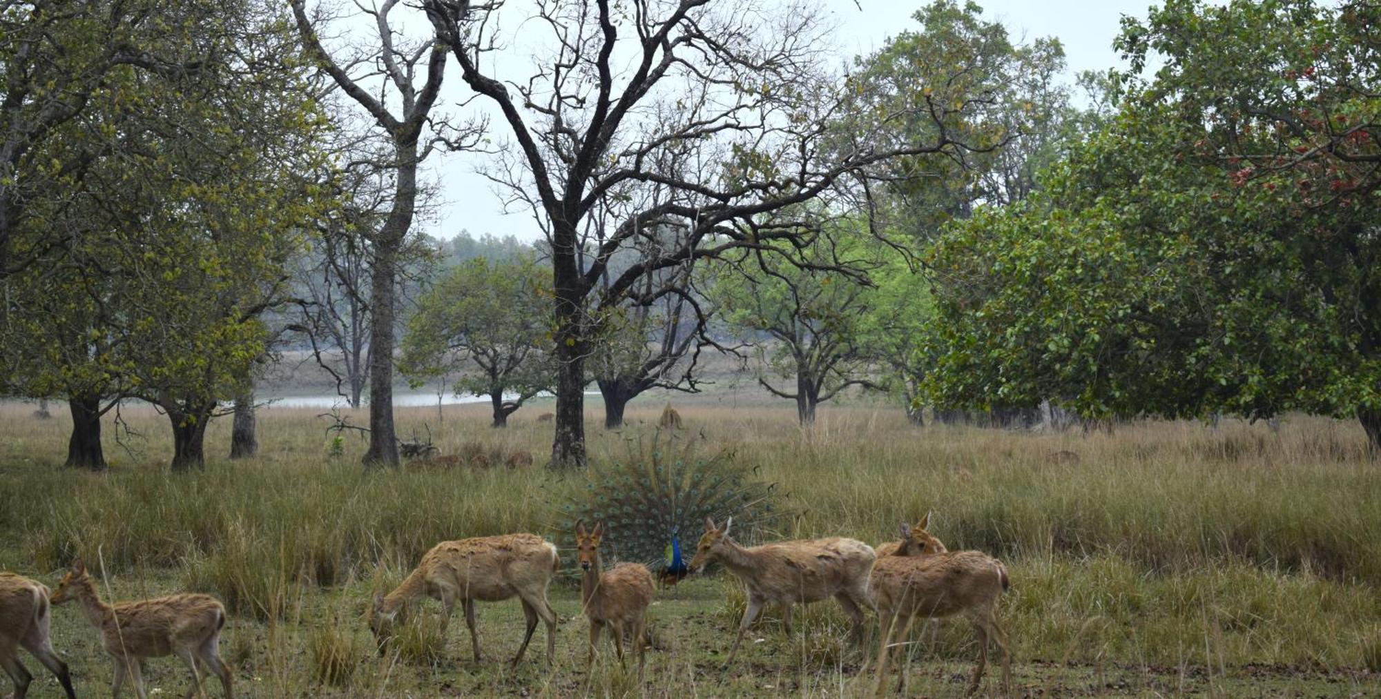 Athulyam Kanha, Kanha National Park, Mukki Gate Khāpa Zewnętrze zdjęcie